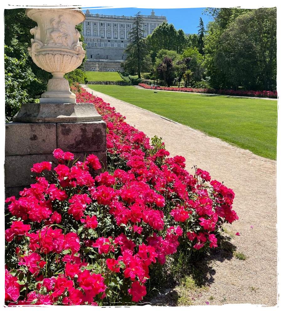 Knock Out róże rabatowe